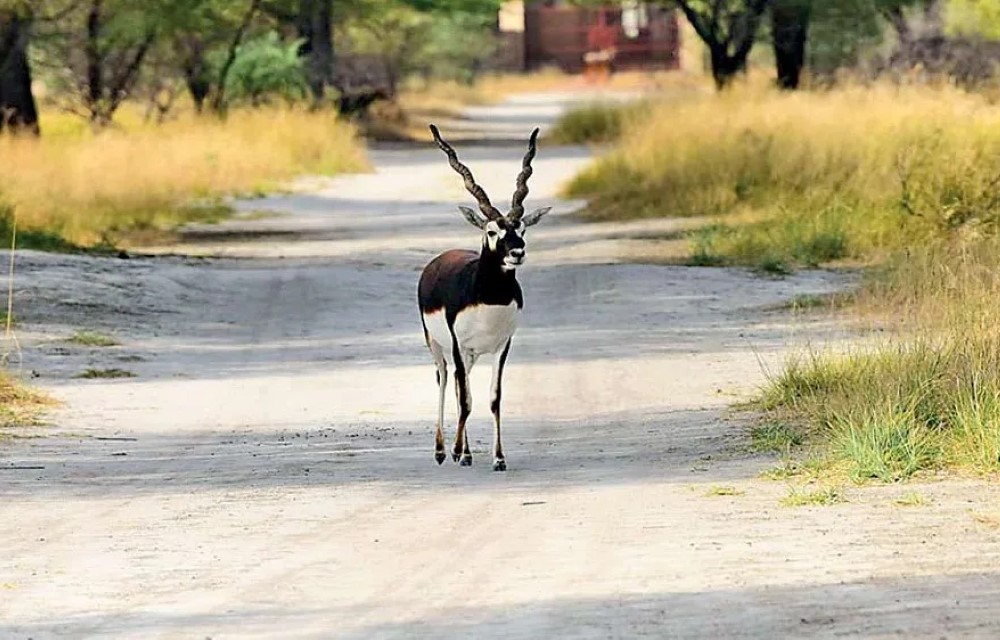 Siliguri Sewa Sadan near Tal Chhapar Blackbuck Sanctuary